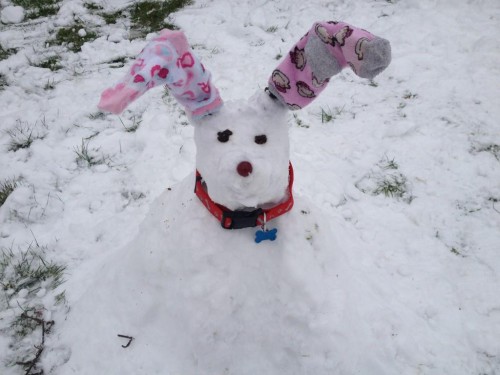 Its not just snowmen being made - here is Leah Baines' snowdog!