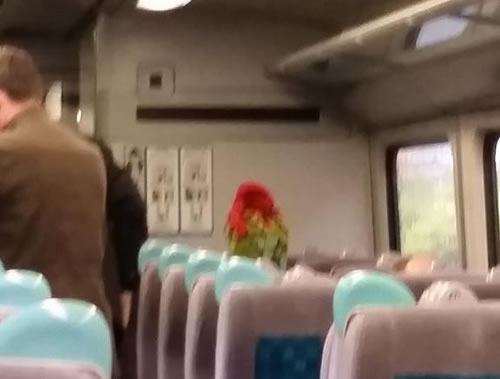 parrot-on-train
