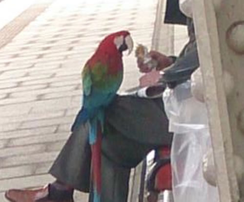 parrot-train-feeding