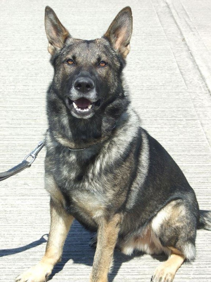 Willis-police-dog