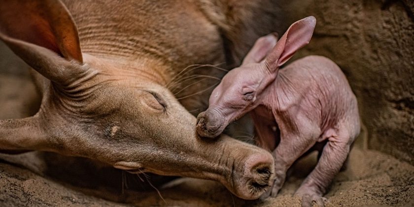 Video: Joy as first baby aardvark is born at Chester Zoo 