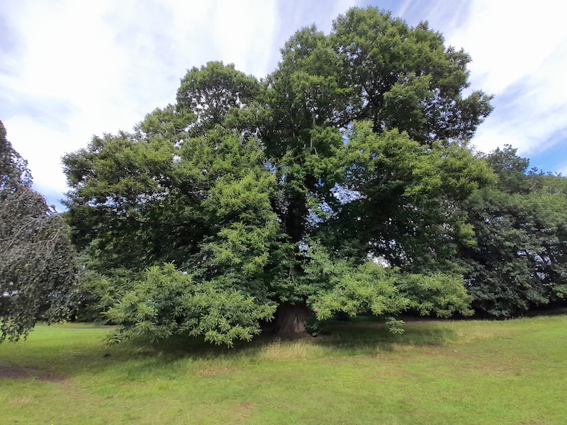 480-Year-Old Sweet Chestnut Tree in Wrexham shortlisted for Tree of the ...