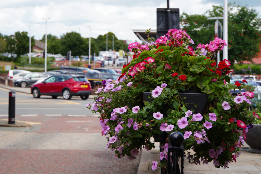 Get Involved in Wales in Bloom and Britain in Bloom Competitions in Wrexham!