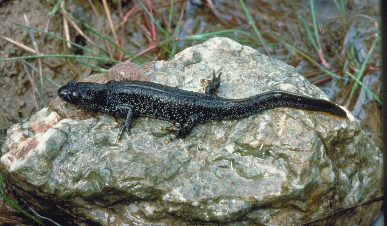 Rare newts thriving after north east Wales pond restoration